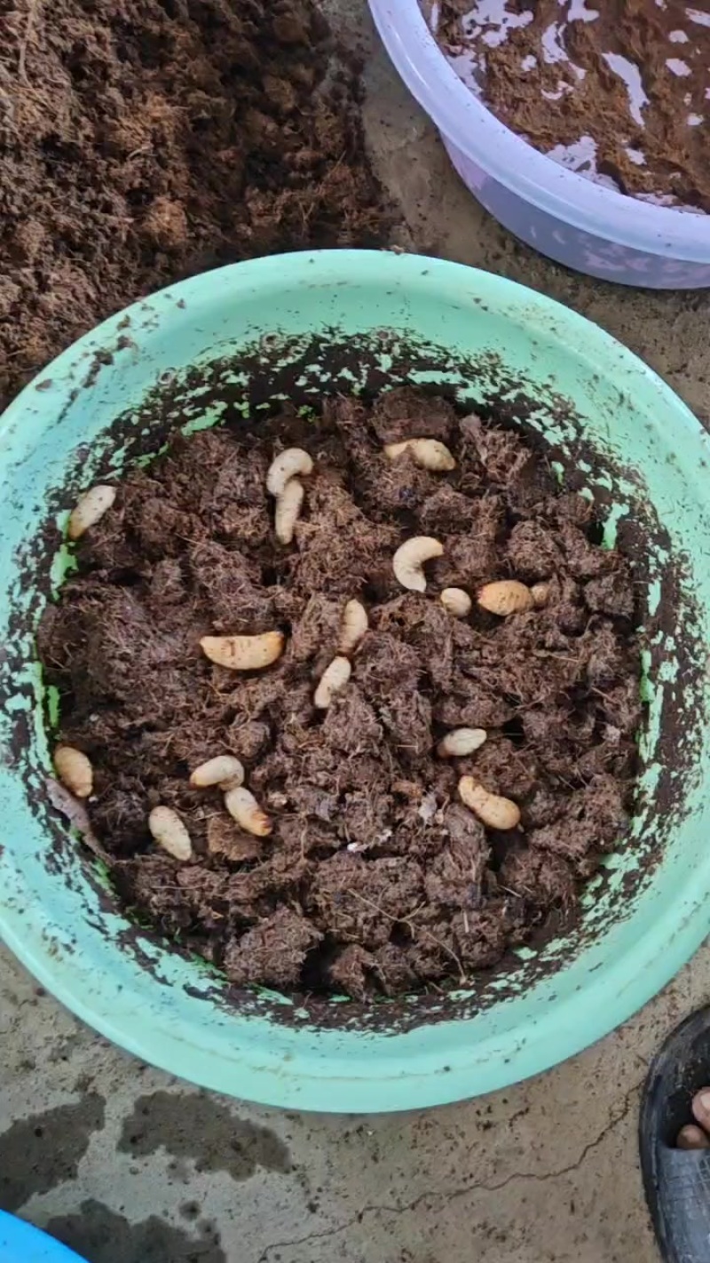 竹象鼻虫