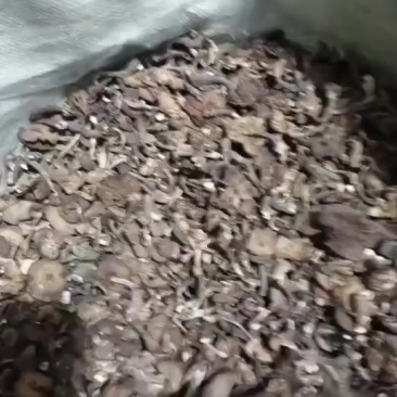 野生榛蘑