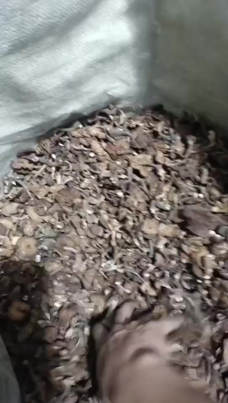 野生榛蘑