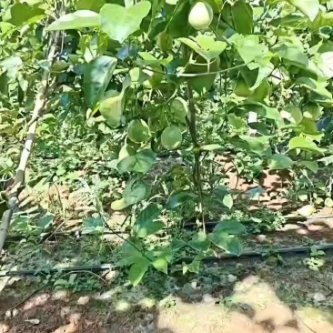 钦蜜9号百香果