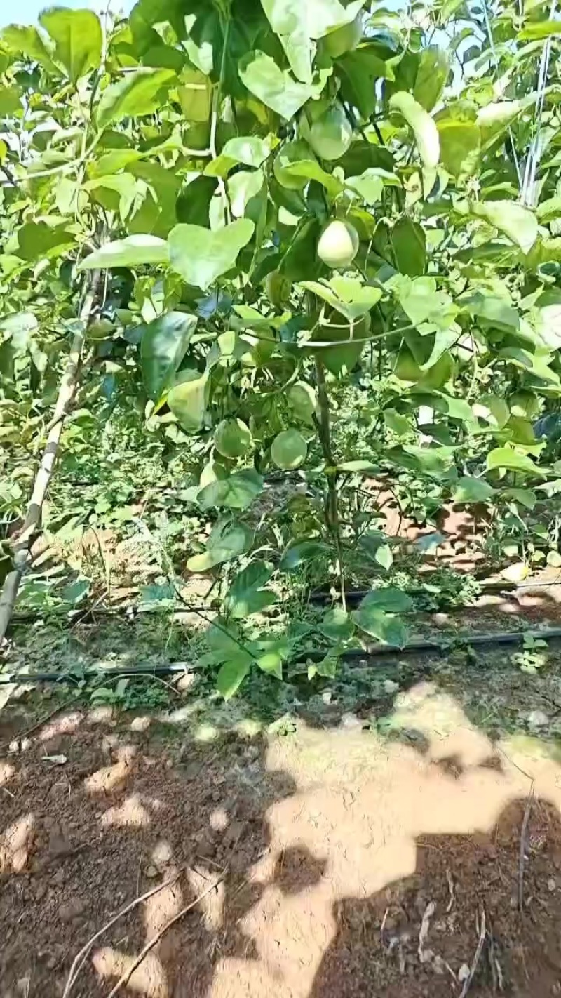 钦蜜9号百香果
