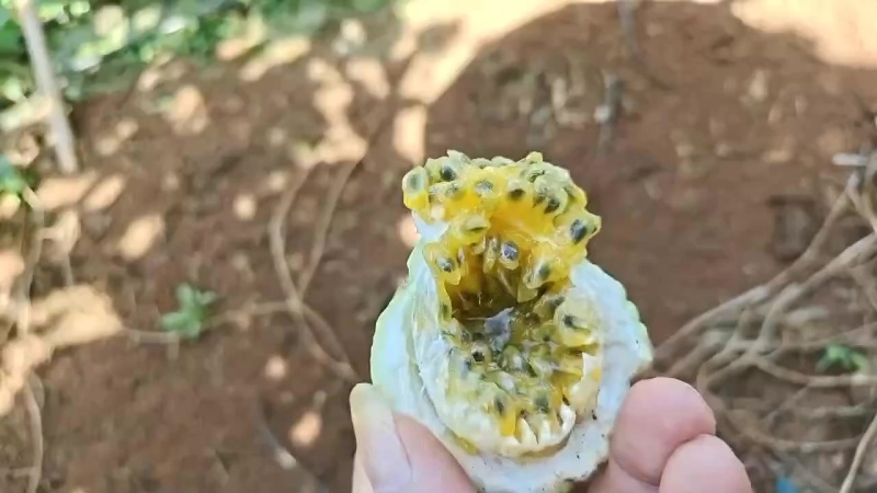 钦蜜9号百香果