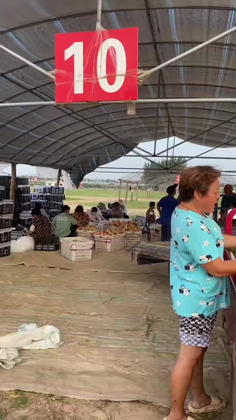 中桃5号上市了