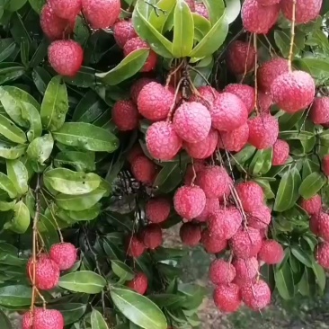 荔枝