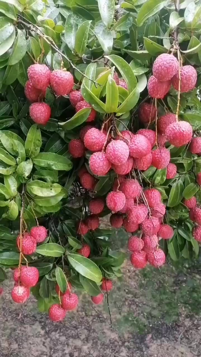 荔枝