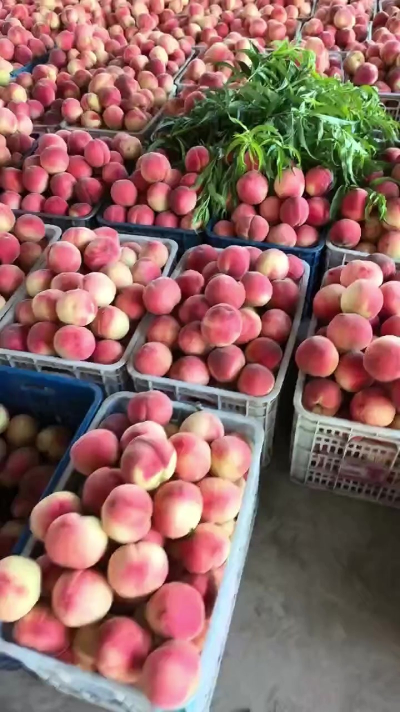 大量桃子🍑有货
