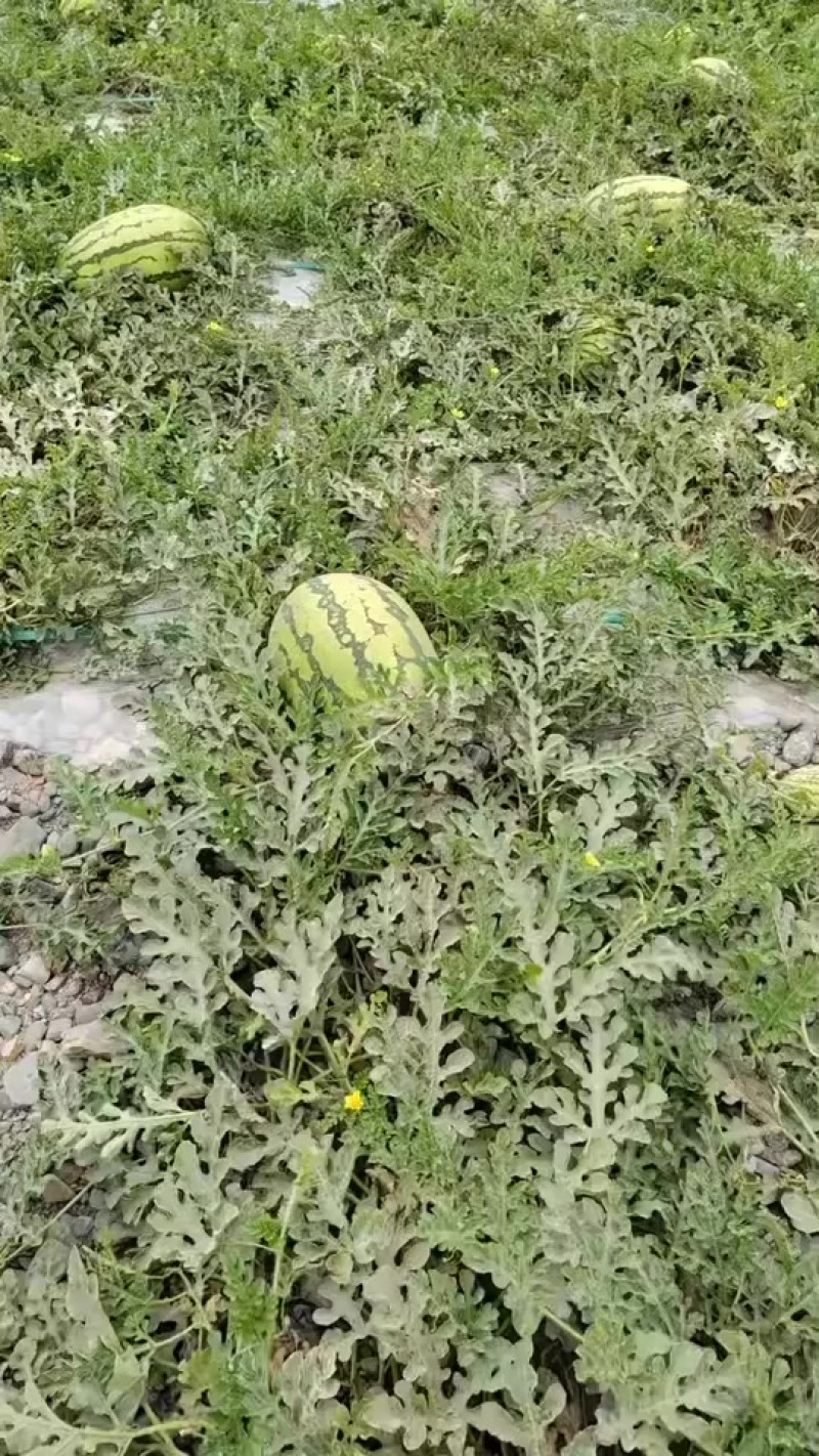 上广东，精品，装箱