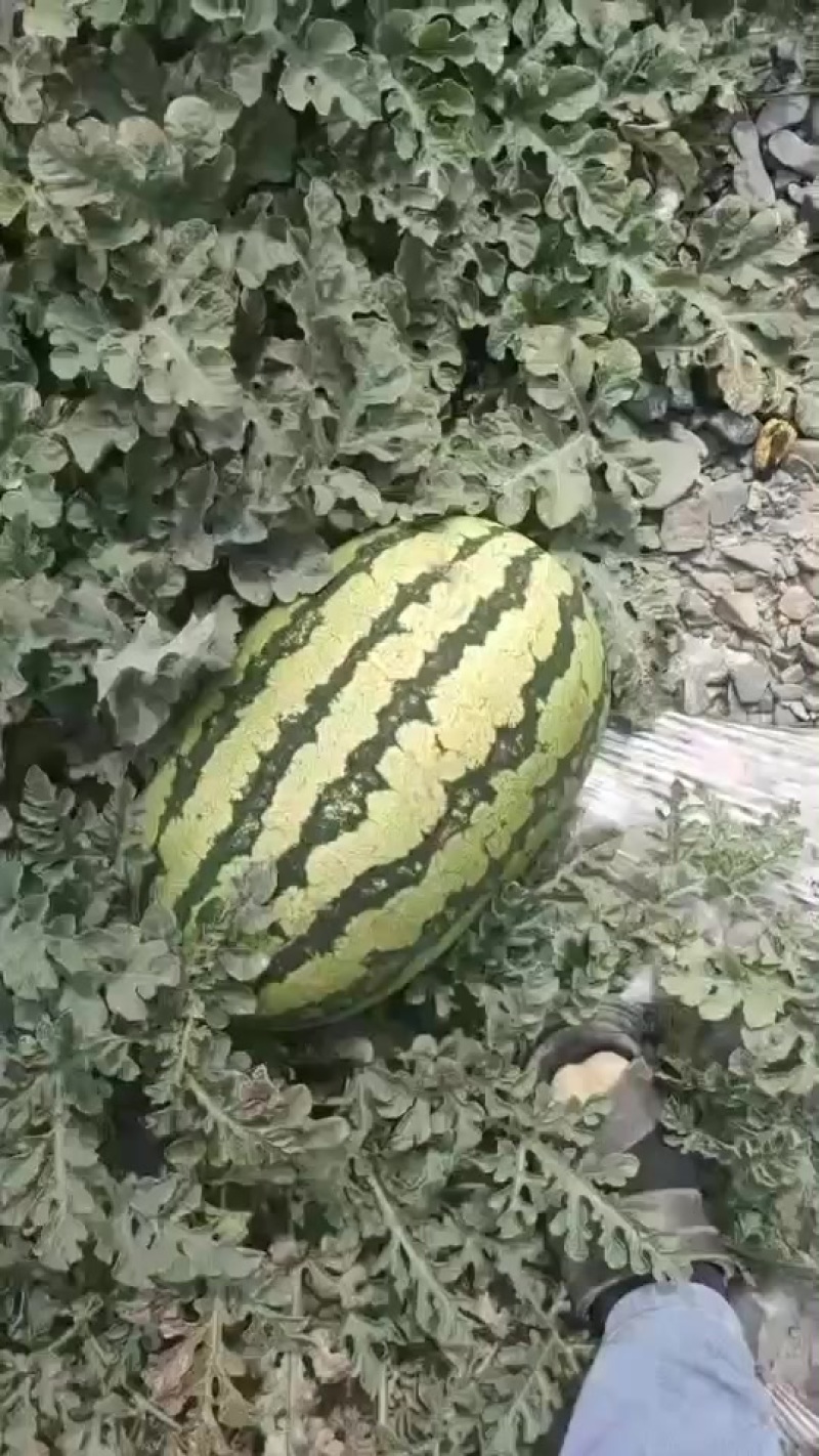 好货，走一挂，需要的联系