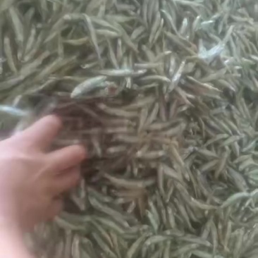 油炸白肖，质量好价格便宜，需要的老板联系我曾姐小鱼