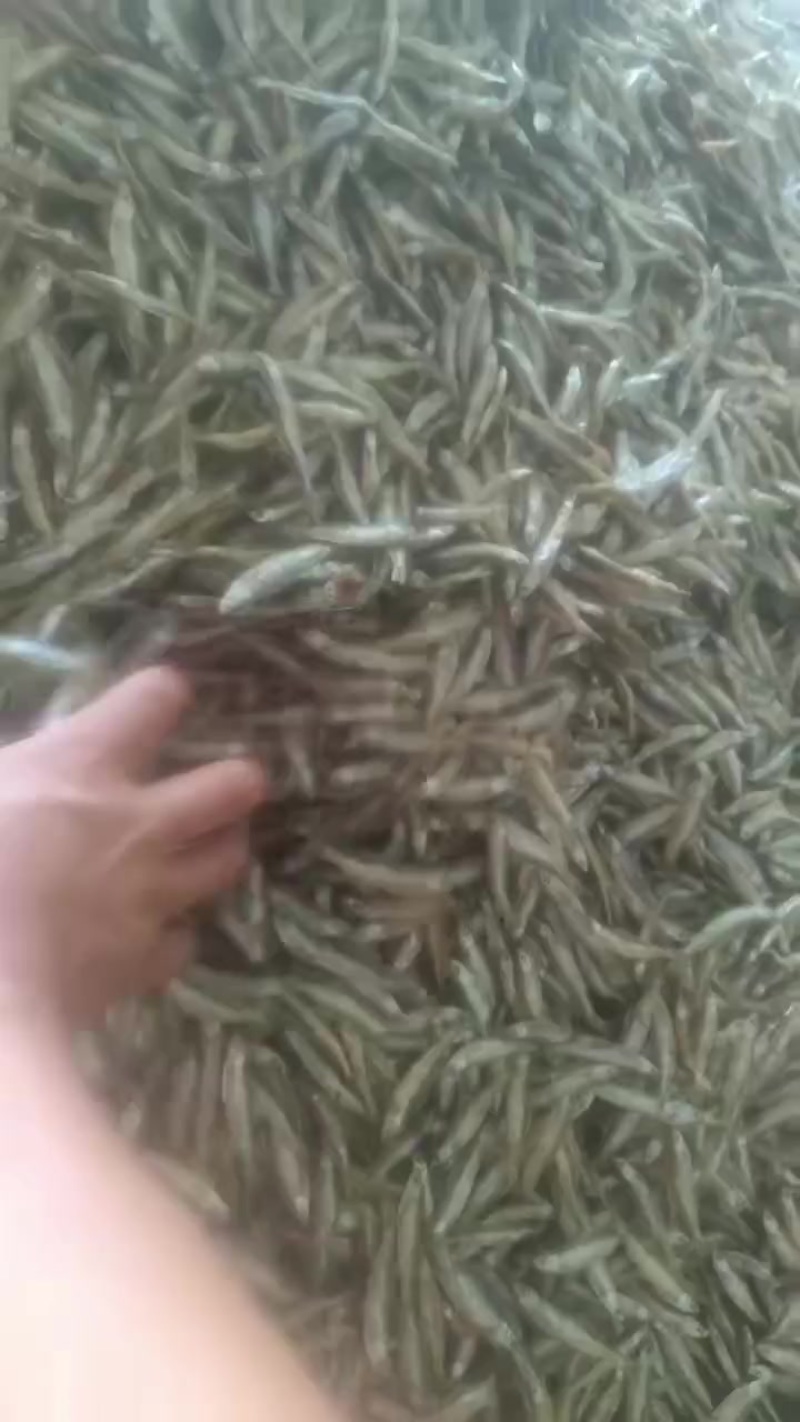 油炸白肖，质量好价格便宜，需要的老板联系我曾姐小鱼