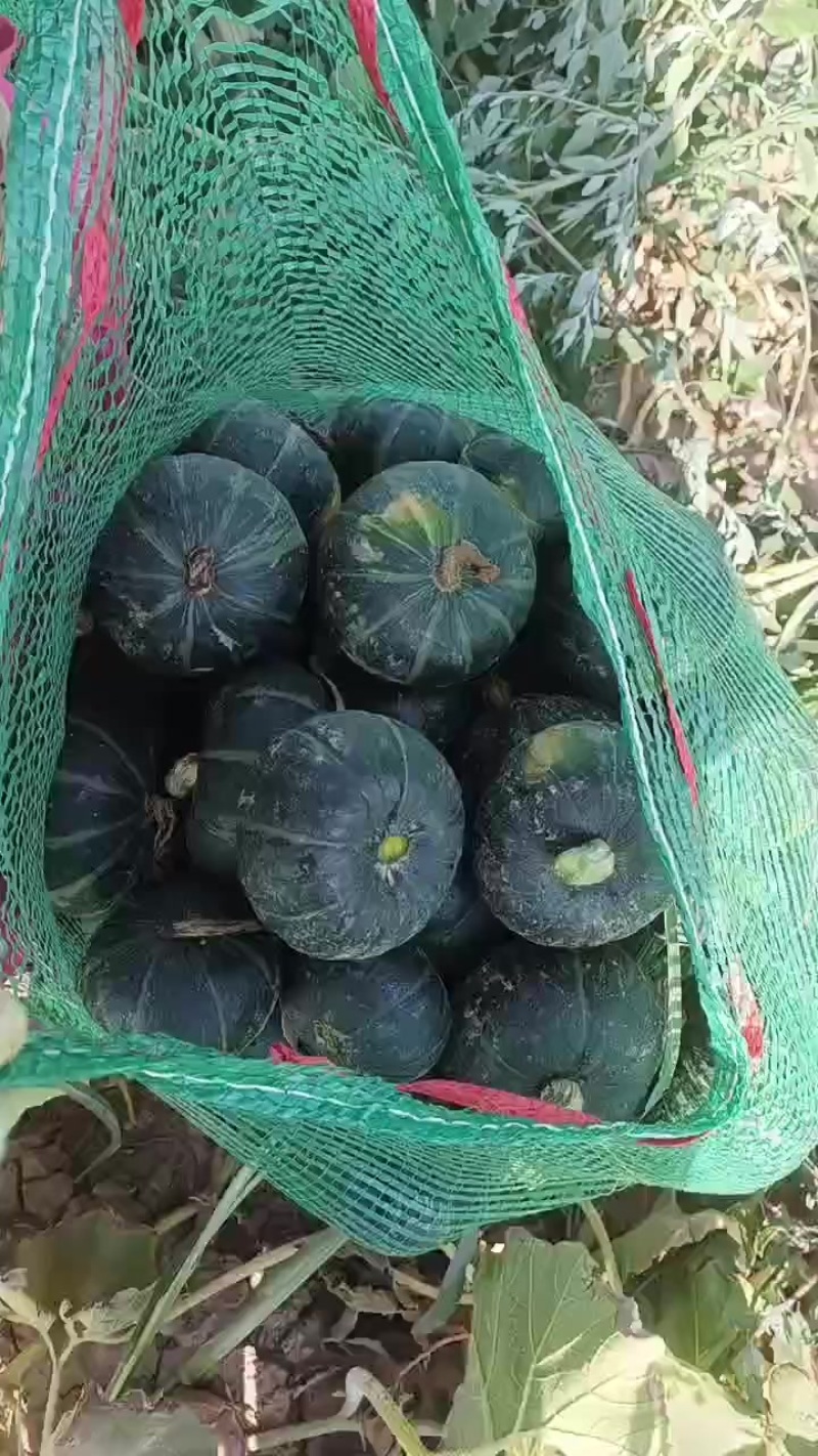 宁夏贝贝南瓜