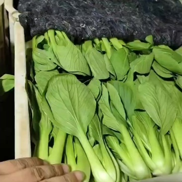 精品小油菜