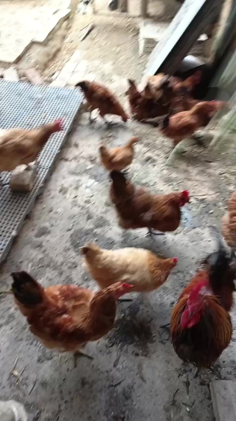 潮汕鸡