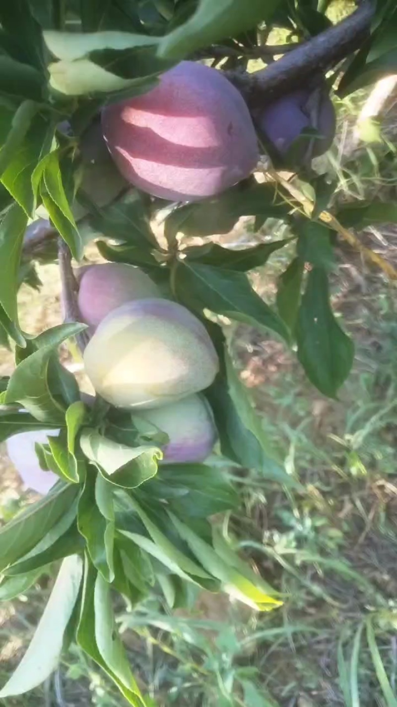 吉盛脱骨李子