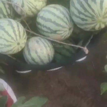 浙江台农精品无籽美都