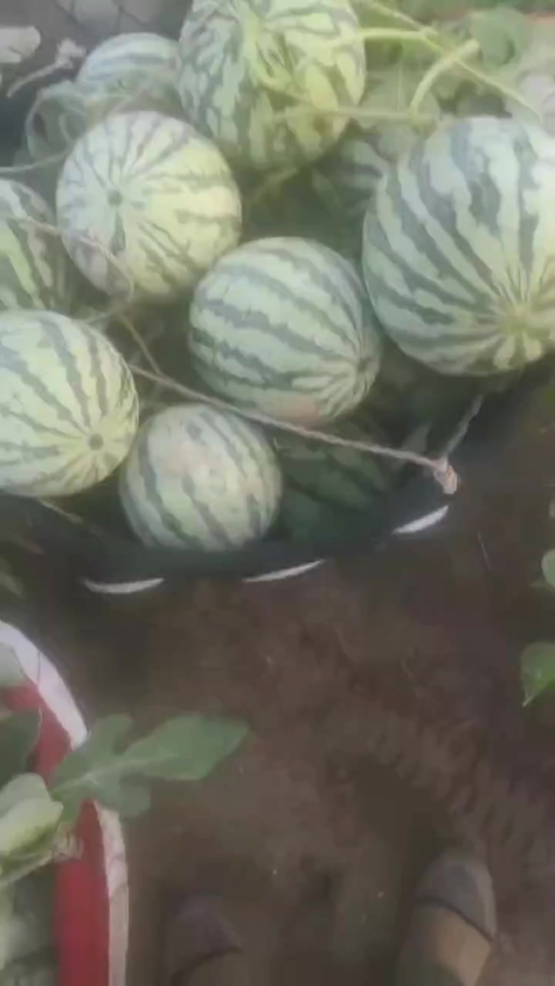 浙江台农精品无籽美都