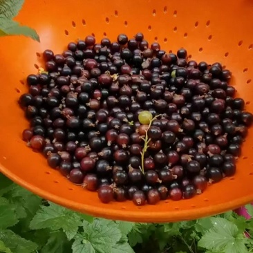 黑加仑果