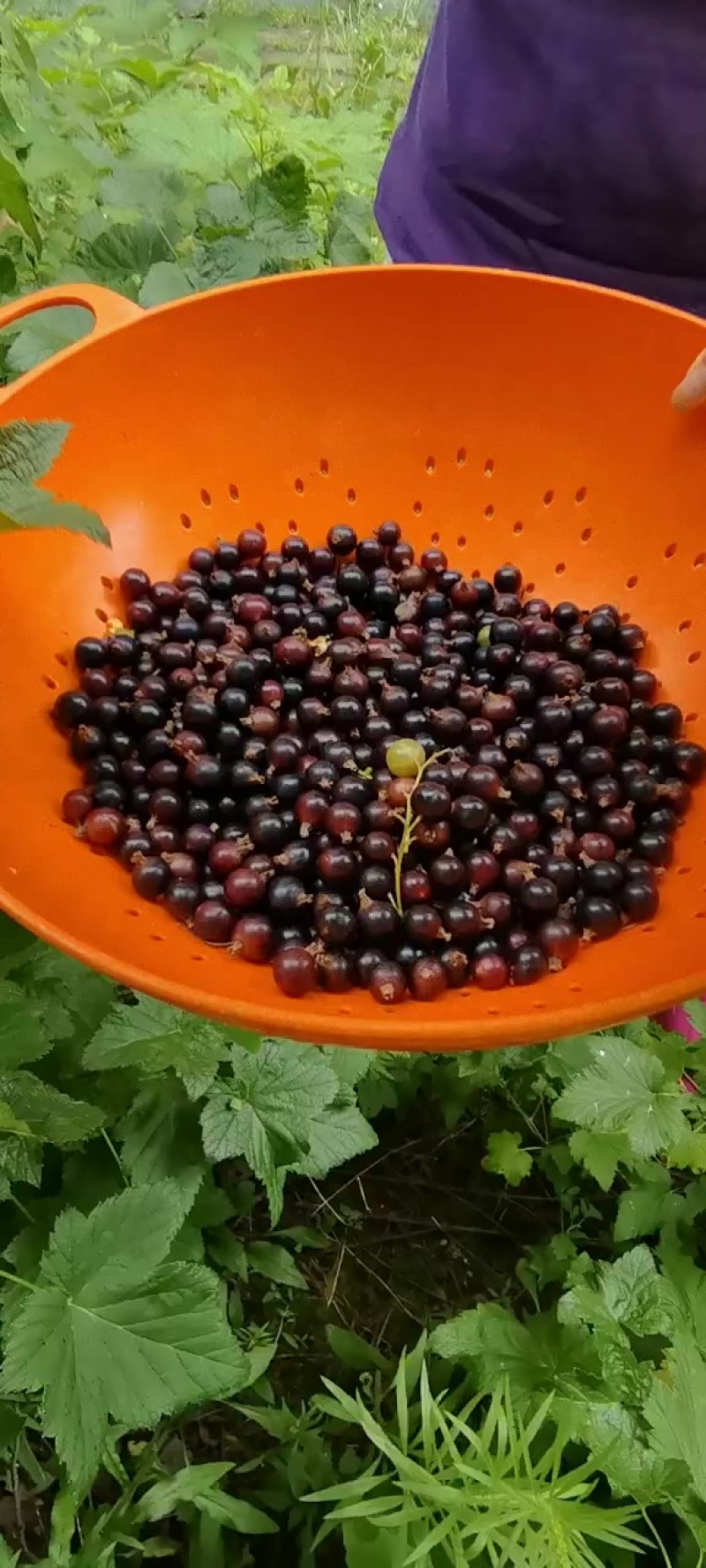 黑加仑果