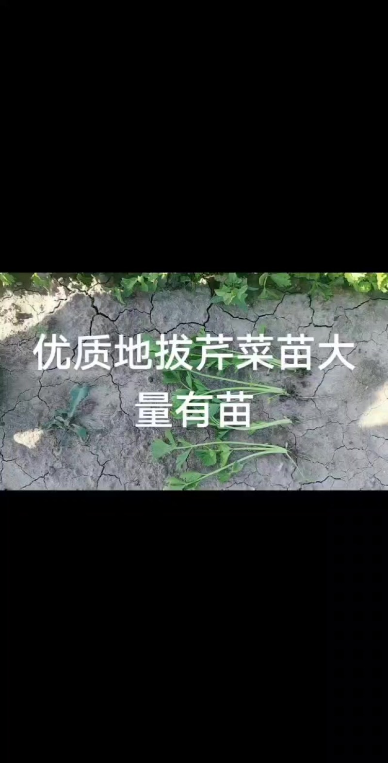 常年供应优质地拔芹菜苗，穴盘芹菜苗，