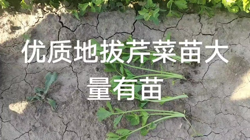常年供应优质地拔芹菜苗，穴盘芹菜苗，