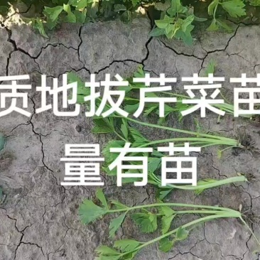 常年供应优质地拔芹菜苗，穴盘芹菜苗，