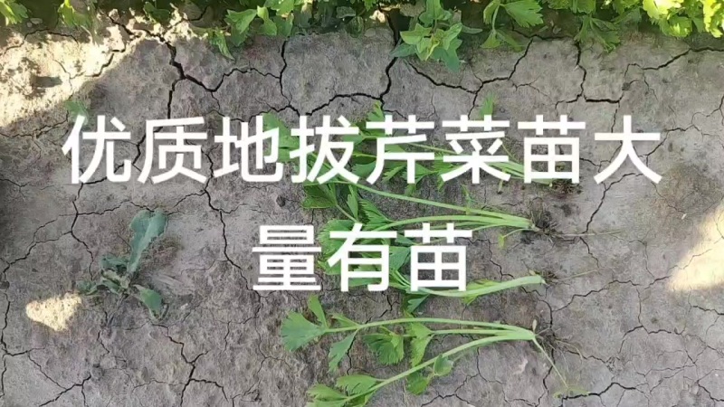 常年供应优质地拔芹菜苗，穴盘芹菜苗，