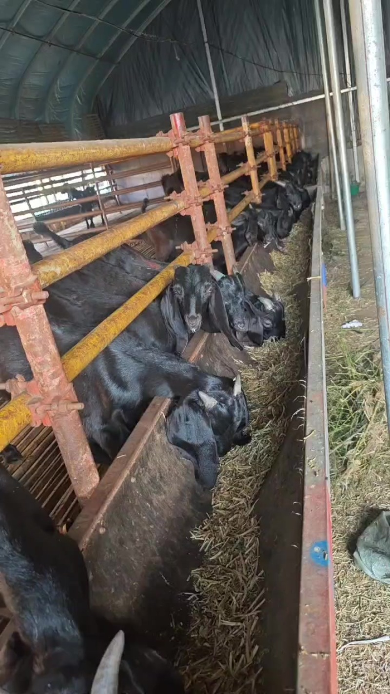 努比亚黑山羊波尔山羊