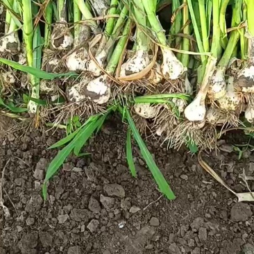 吉林长春青蒜大量上市，欢迎各位老板。洽谈，采购