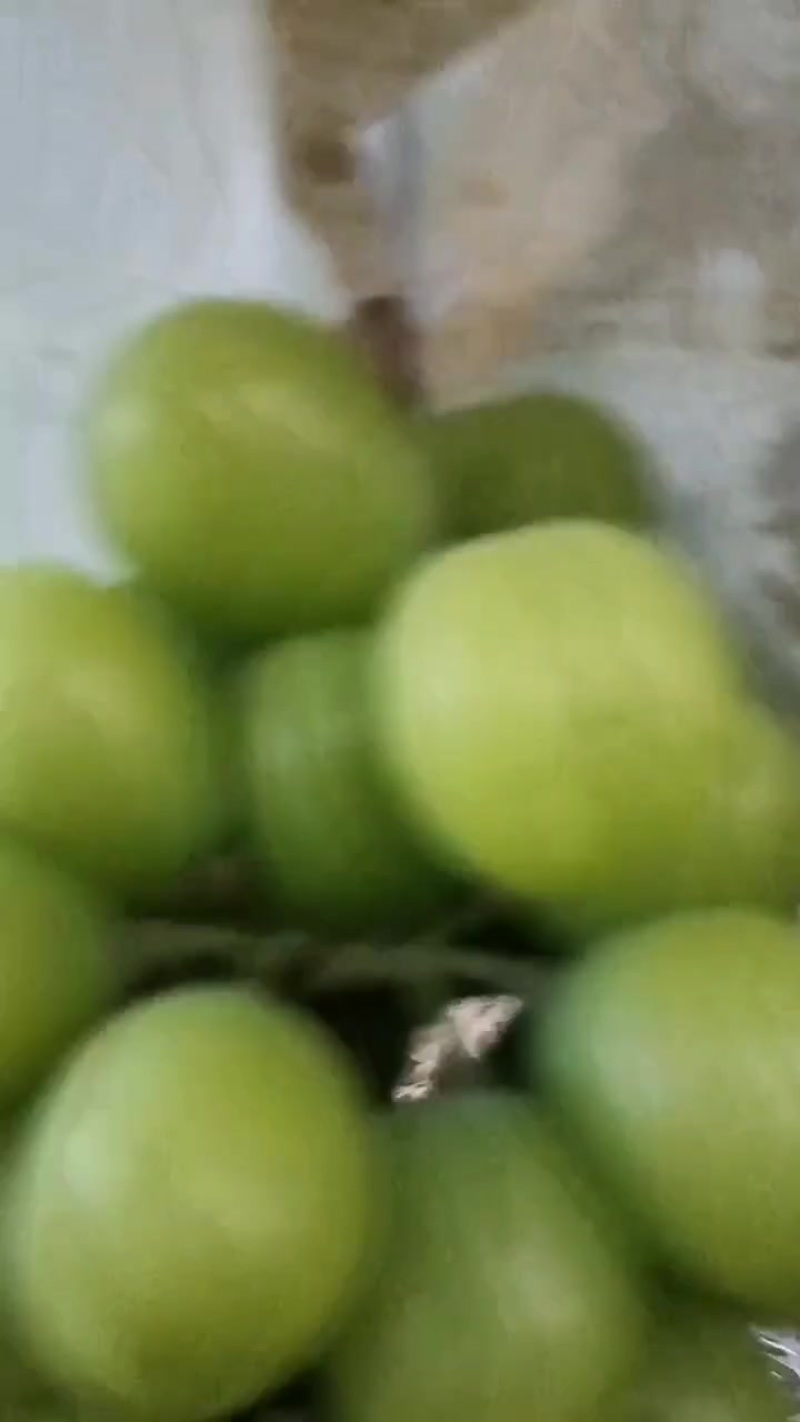 阳光玫瑰大量出售