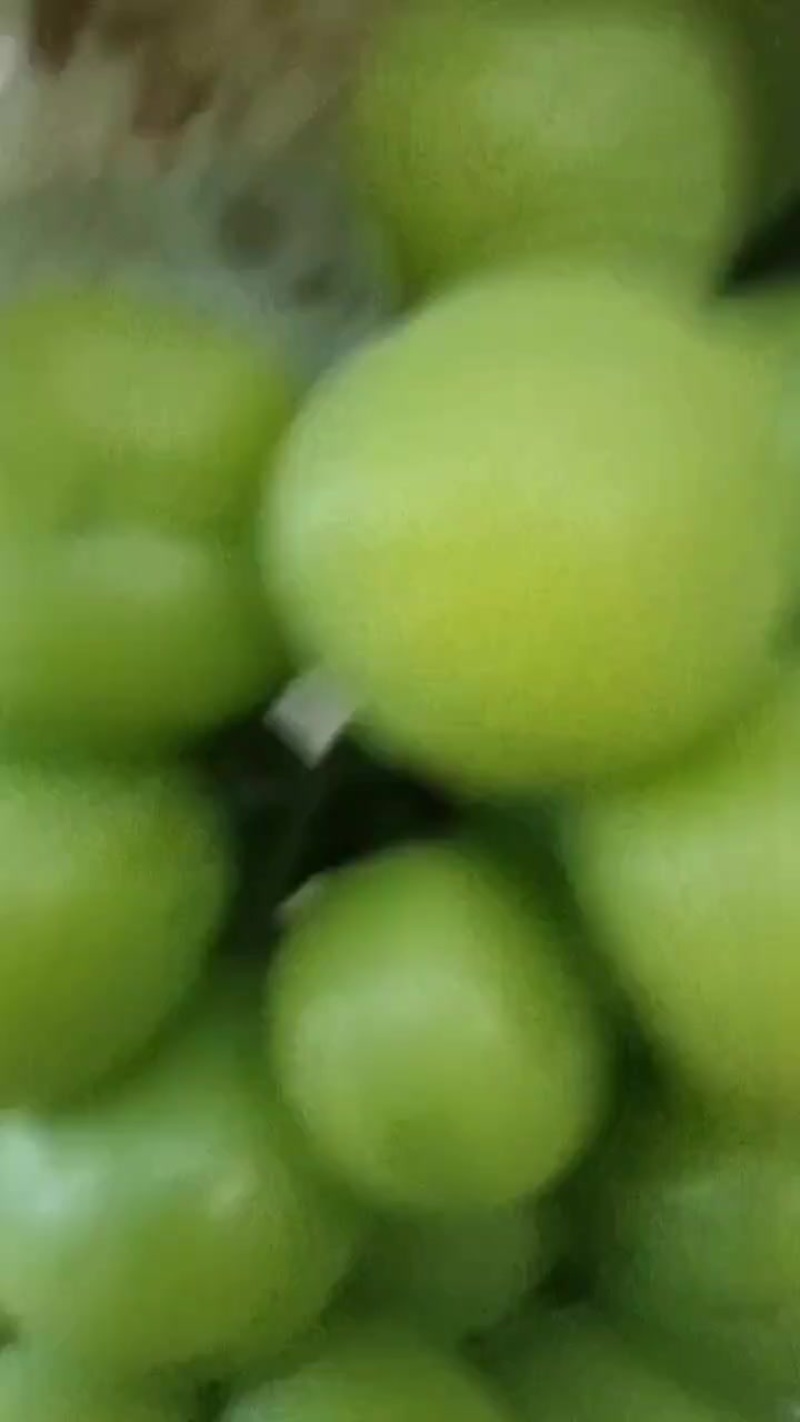 阳光玫瑰大量出售