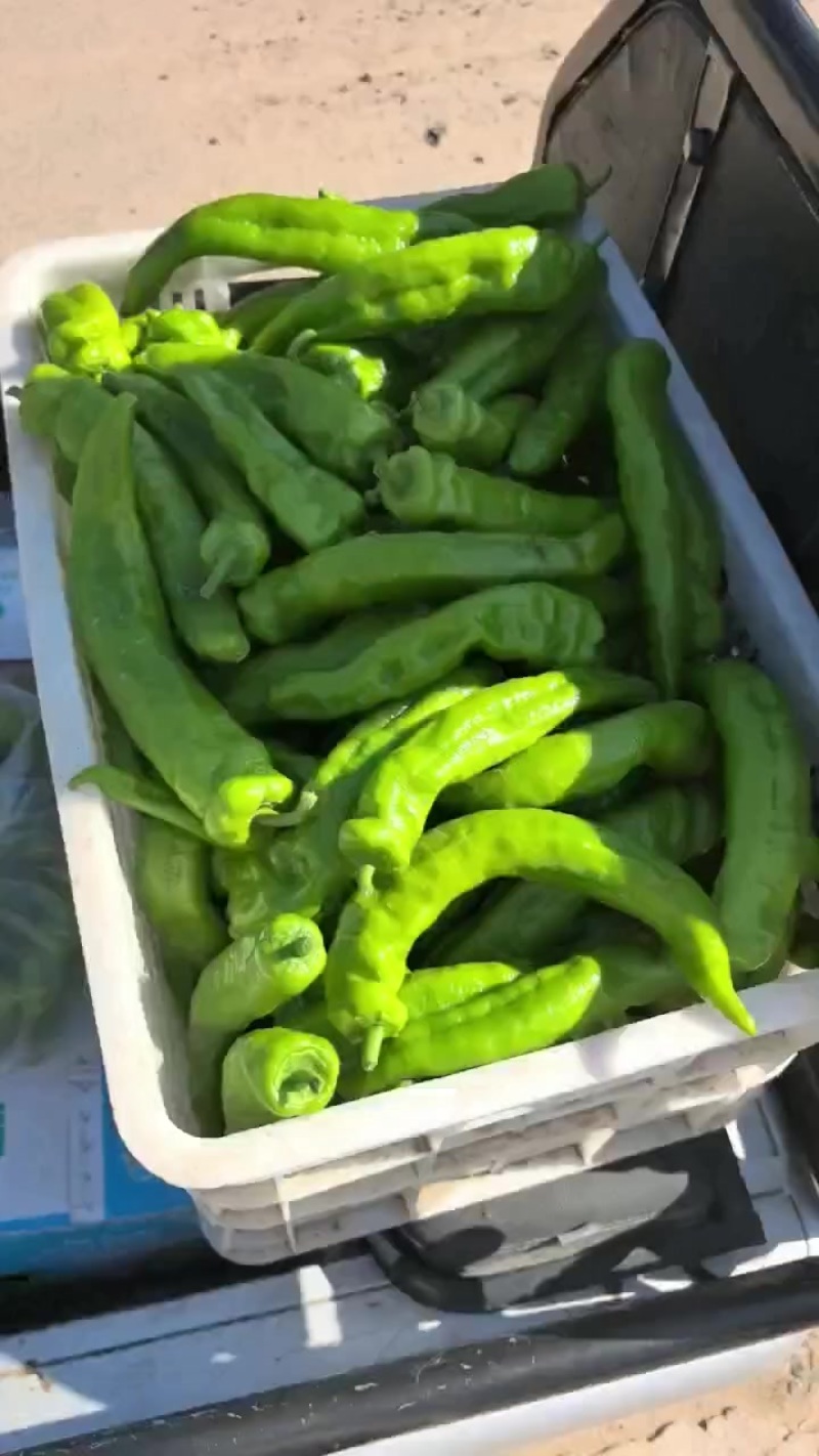 辣椒