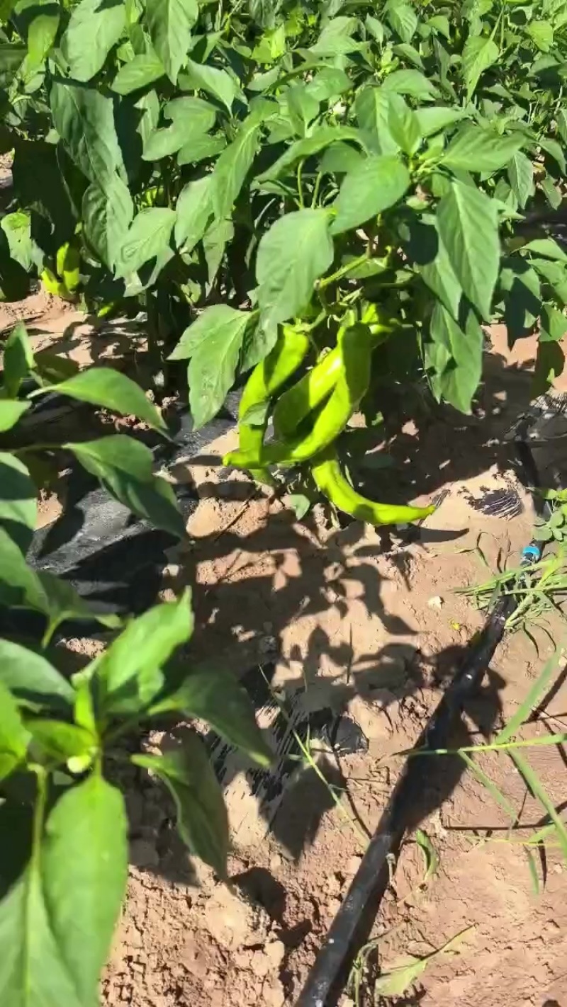 辣椒