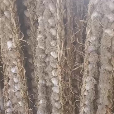 青海乐都紫皮大蒜
