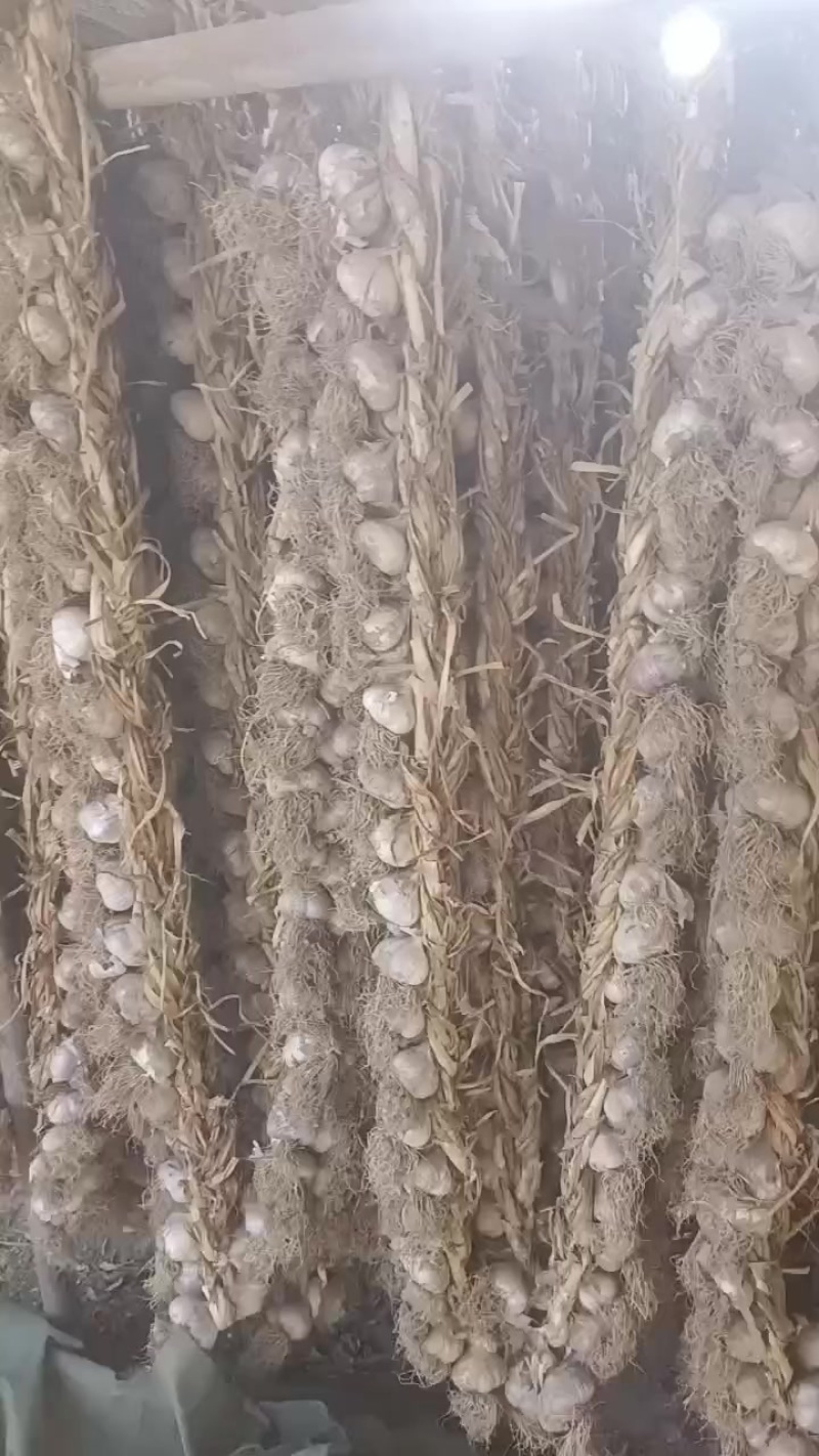 青海乐都紫皮大蒜
