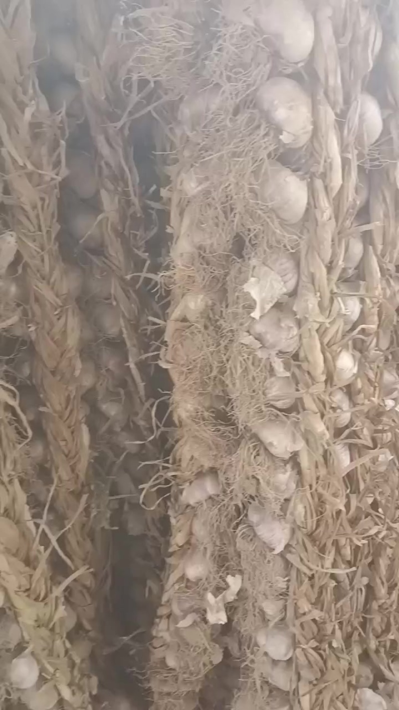 青海乐都紫皮大蒜