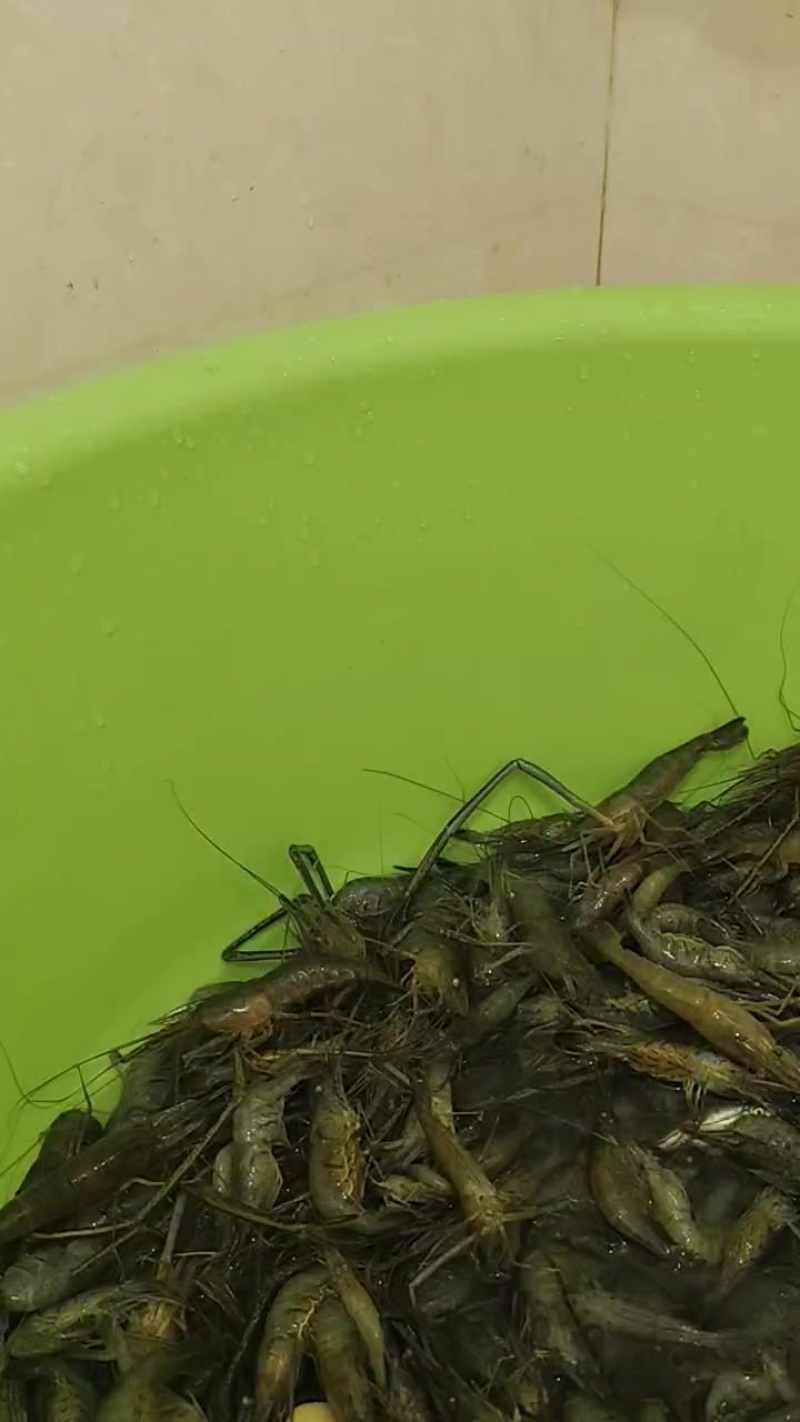 勉县汉江河河虾
