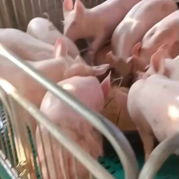 精品三元育肥猪苗好体型质量保障厂家直批