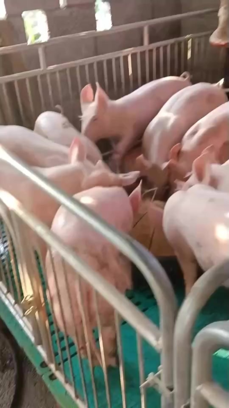 精品三元育肥猪苗好体型质量保障厂家直批