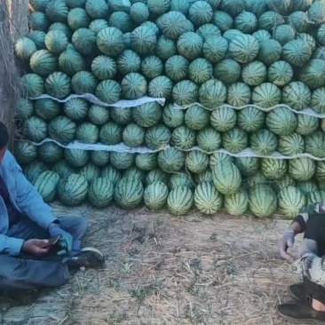 大量金花代发