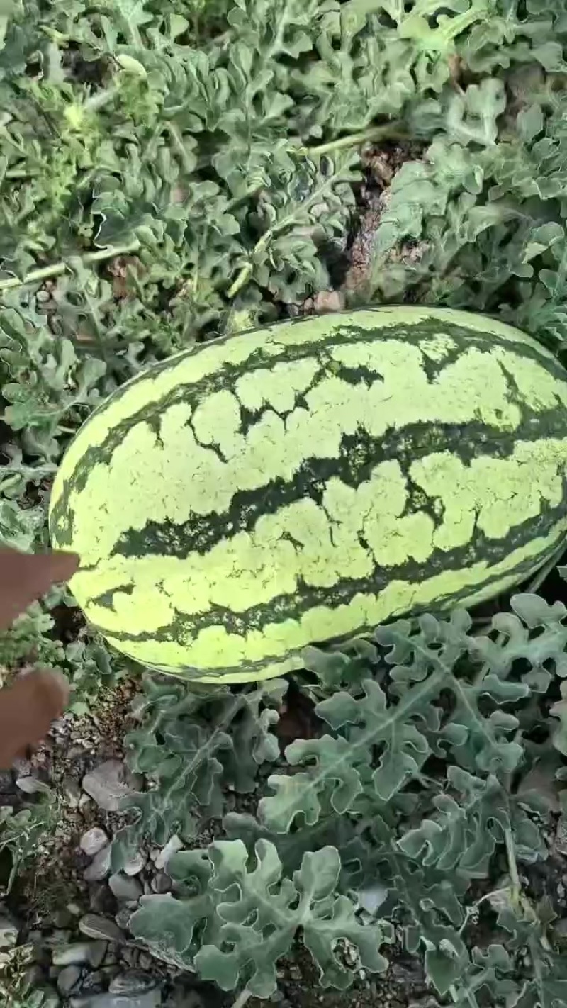 **西瓜