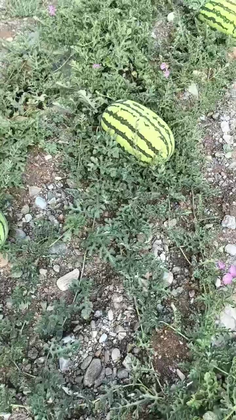 **西瓜