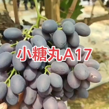 河北饶阳葡萄A17