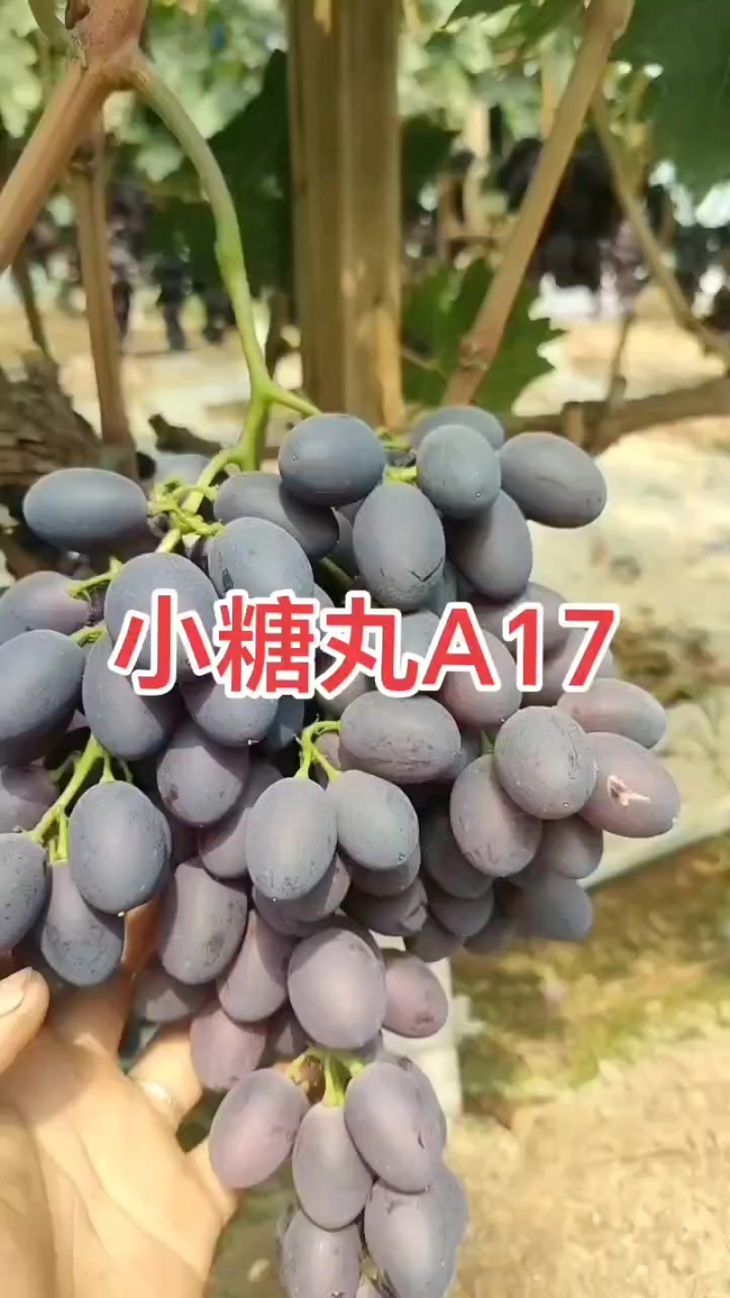 河北饶阳葡萄A17