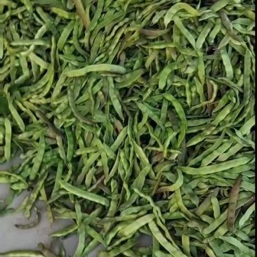 代收，青麻尖辣椒，以及各种豆类，