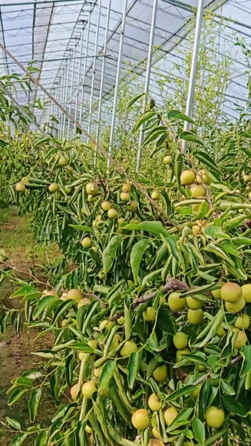 大荔冬枣