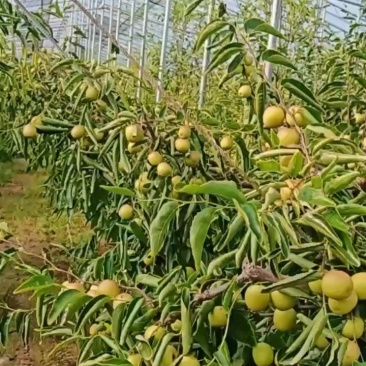 大荔冬枣