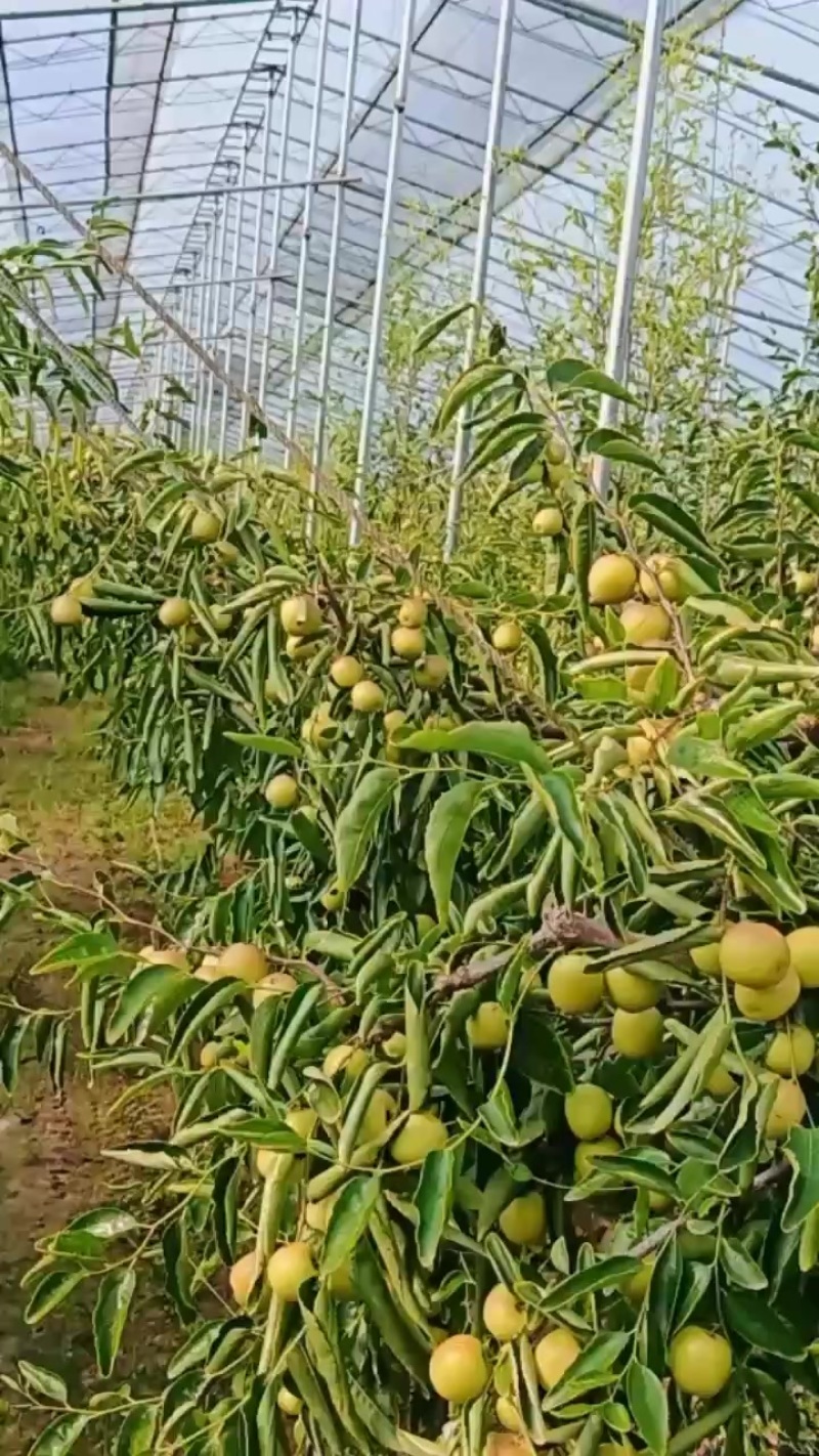 大荔冬枣