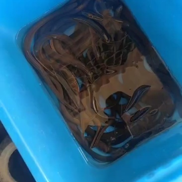 野生黄鳝