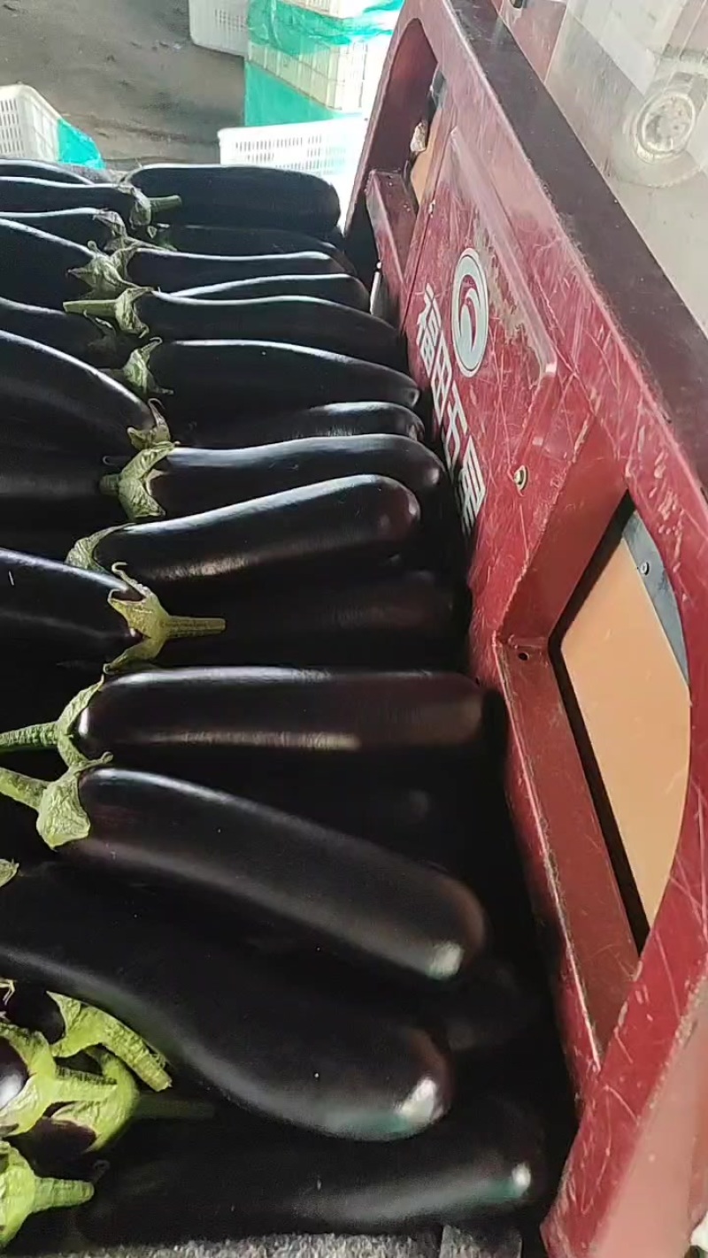 精品陆地茄子大量上市