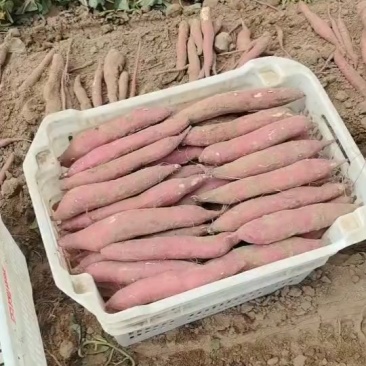 大荔县板栗红薯